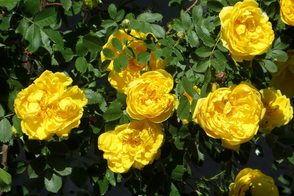 Скоро лето! - Татьяна Смоляниченко Скоро лето! - Татьяна Смоляниченко