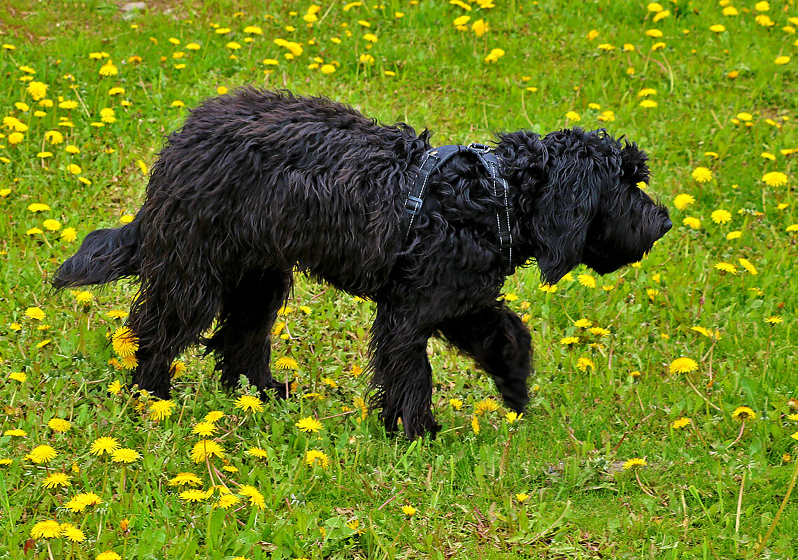 Гуляем по одуванчикам - Светлана 