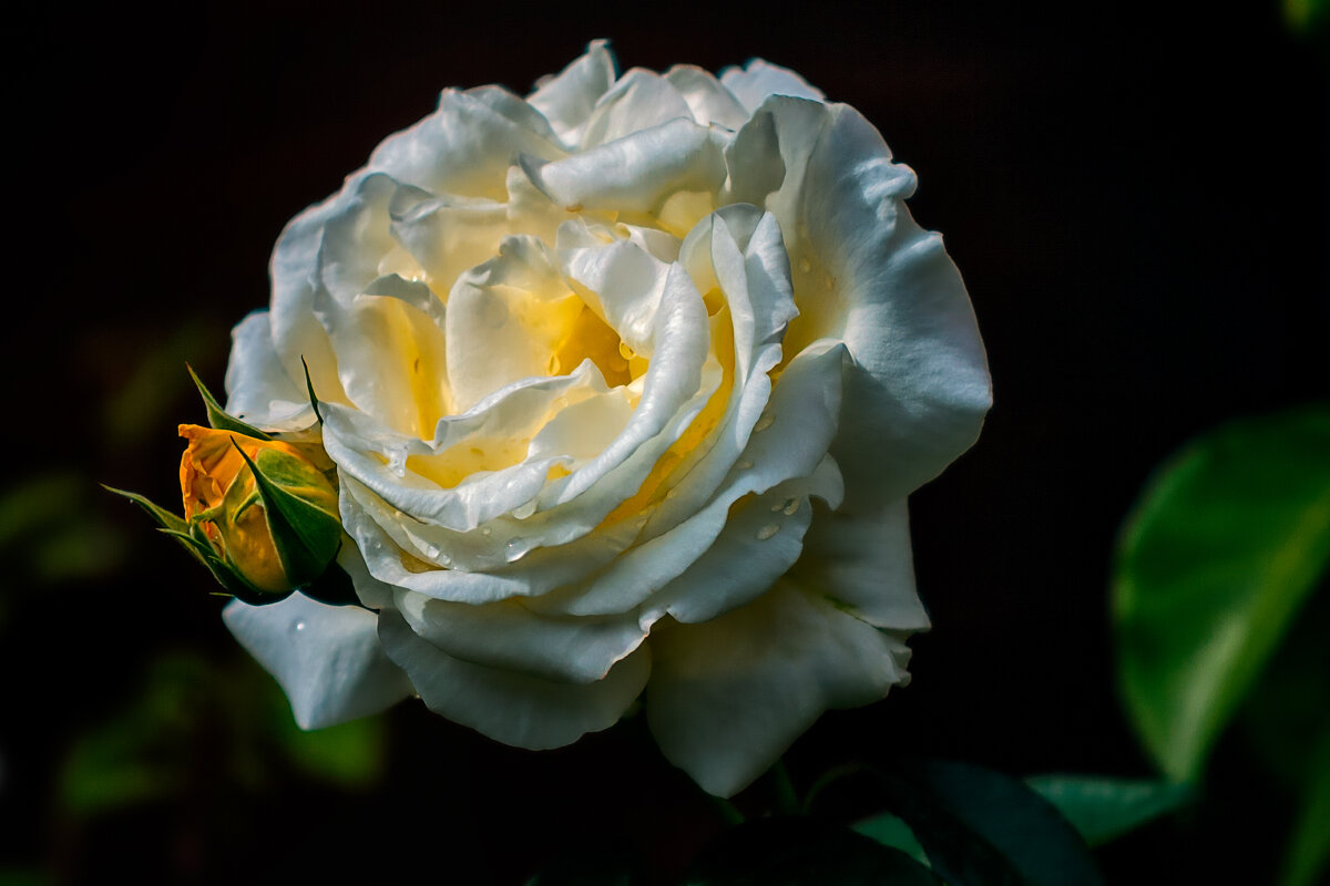 ... - Игорь Хижняк