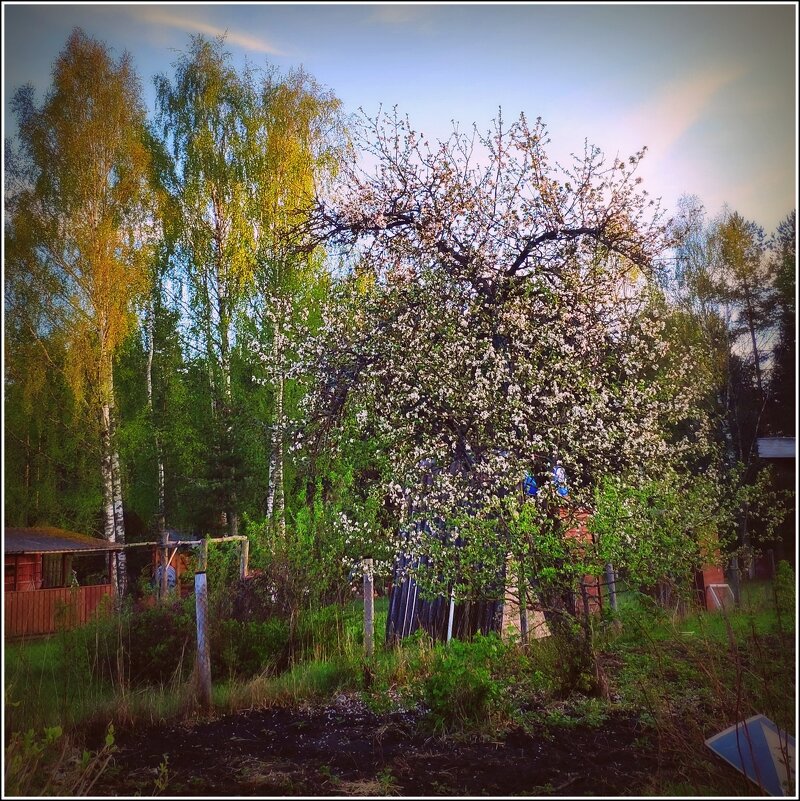 папина яблонька - Любовь папина яблонька - Любовь