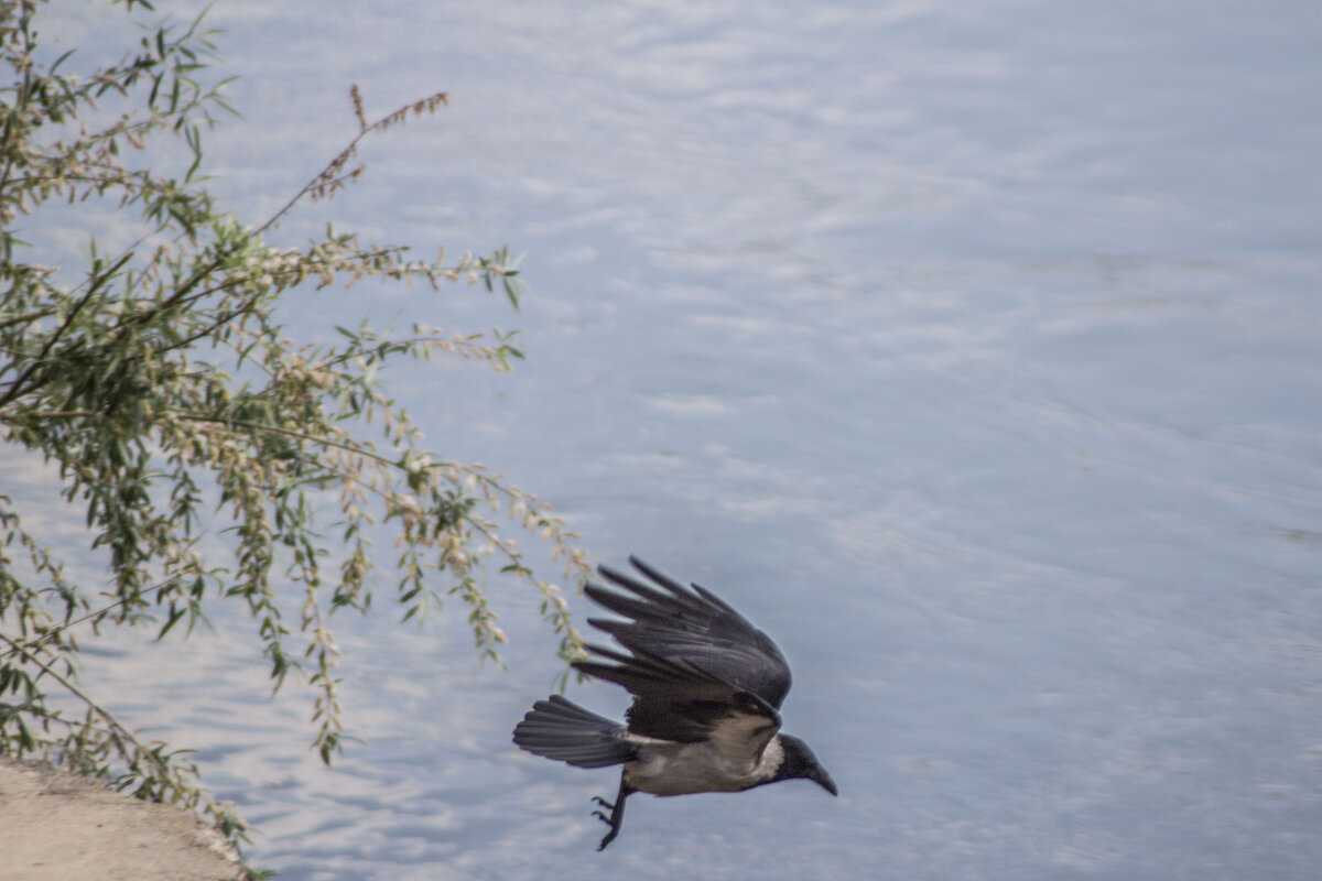 Взлетающая птица & погрязшая в раздумьях, изящная Тираспольская Ива - Коля Лукашов Взлетающая птица & погрязшая в раздумьях, изящная Тираспольская Ива - Коля Лукашов