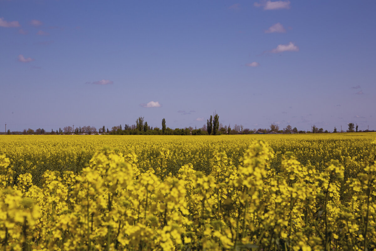 *** - Яна Горбунова