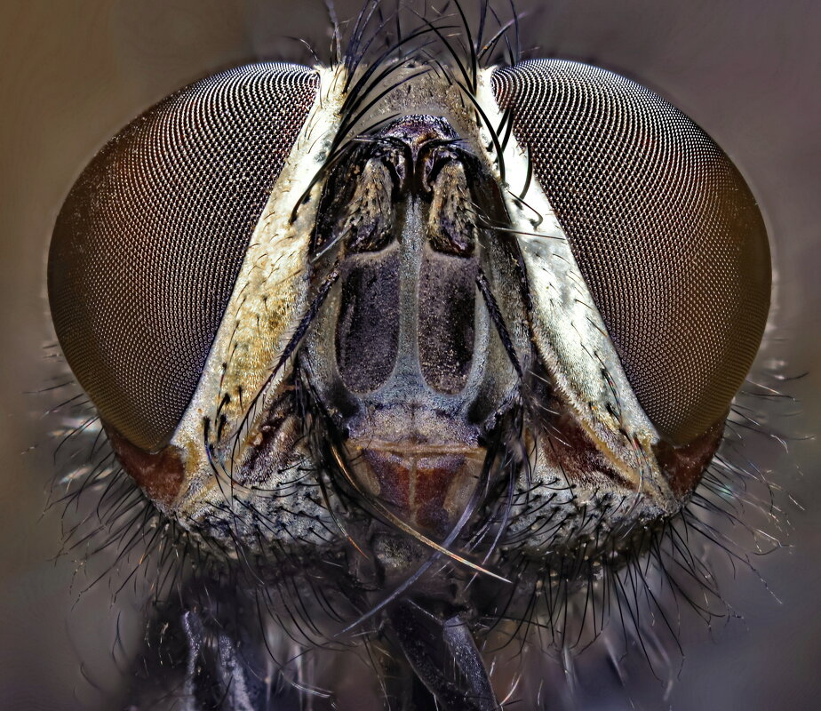 . - Игорь Осипов . - Игорь Осипов