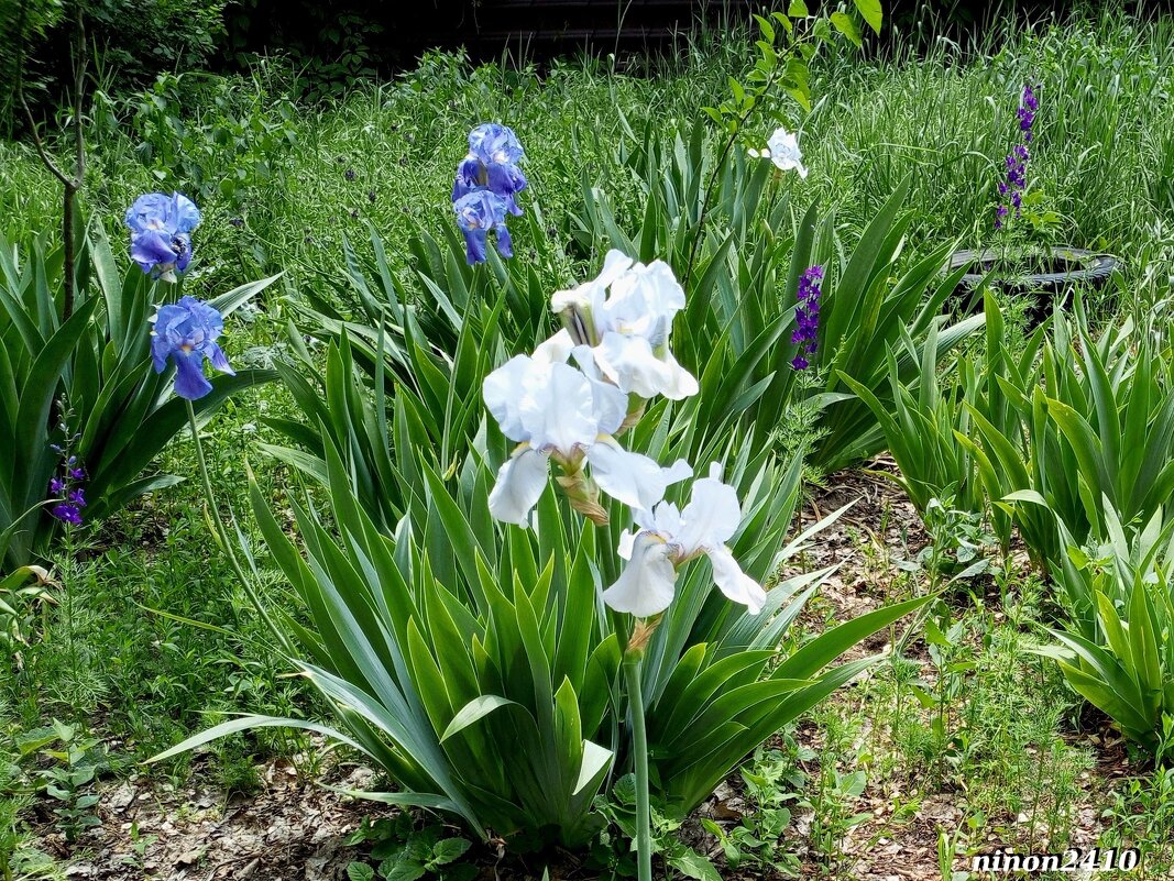 Ирисы - Нина Бутко Ирисы - Нина Бутко