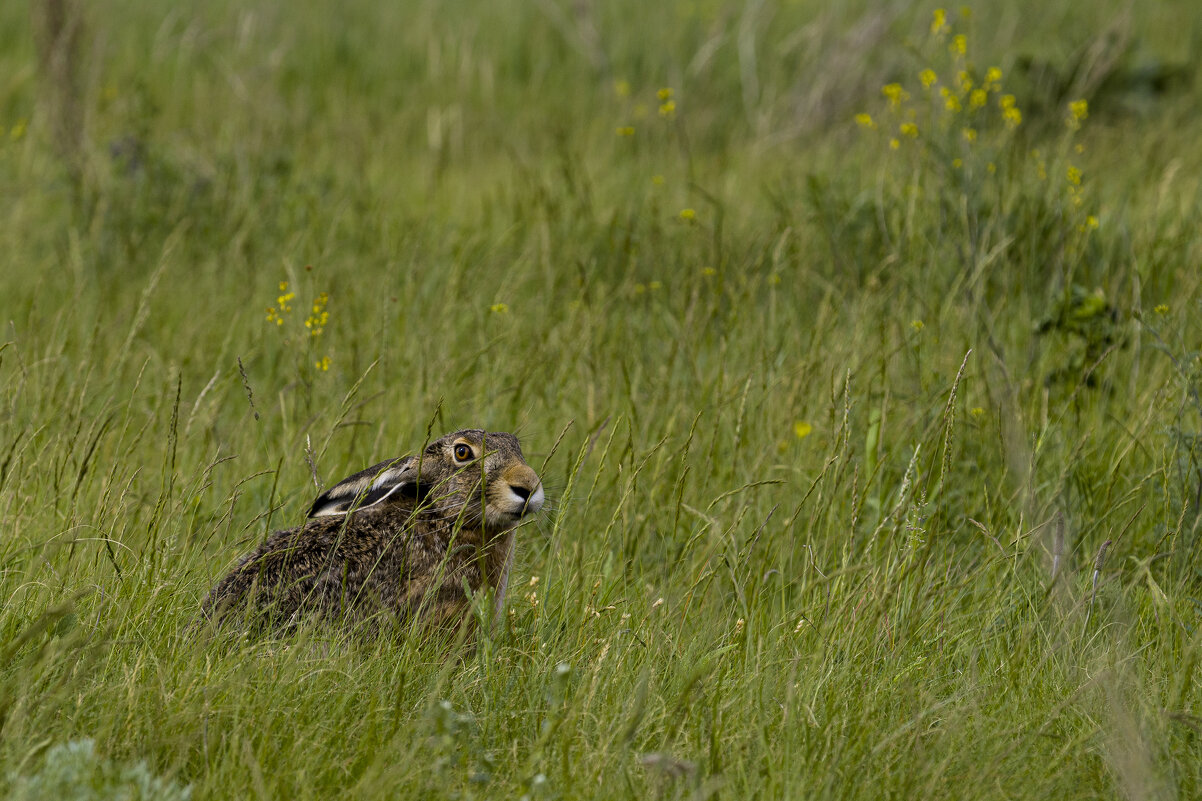 *** - Валерий Черняк