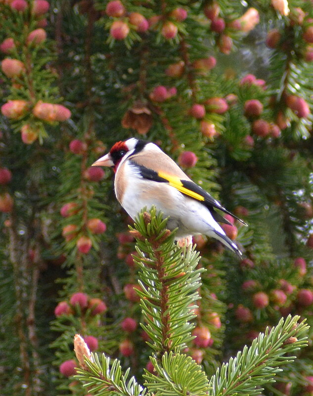 Черноголовый щегол - Владислав Иопек Черноголовый щегол - Владислав Иопек