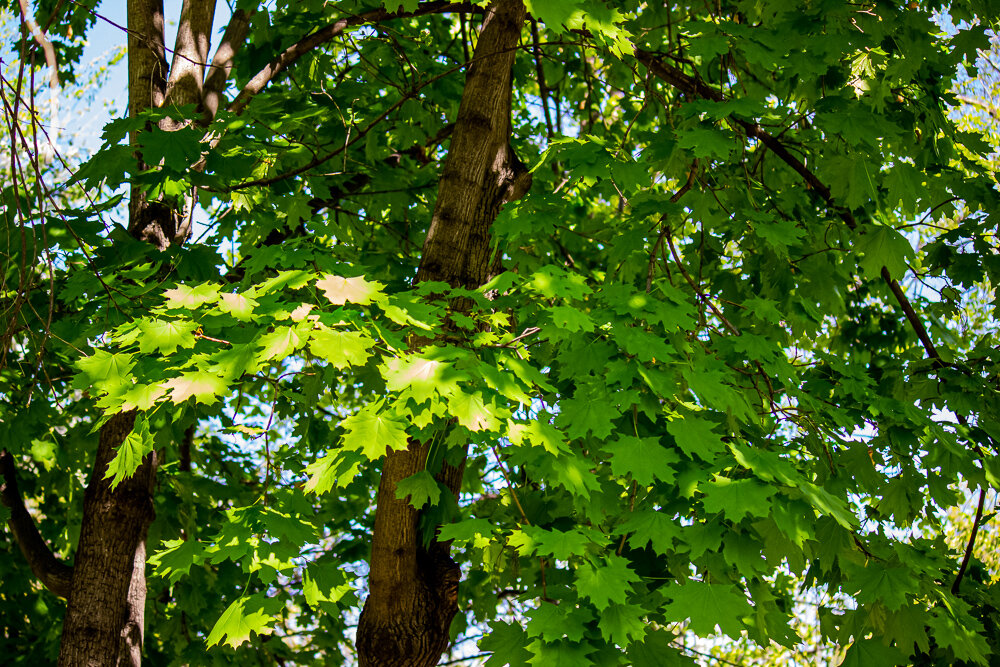 Клен - Светлана SvetNika17 Клен - Светлана SvetNika17