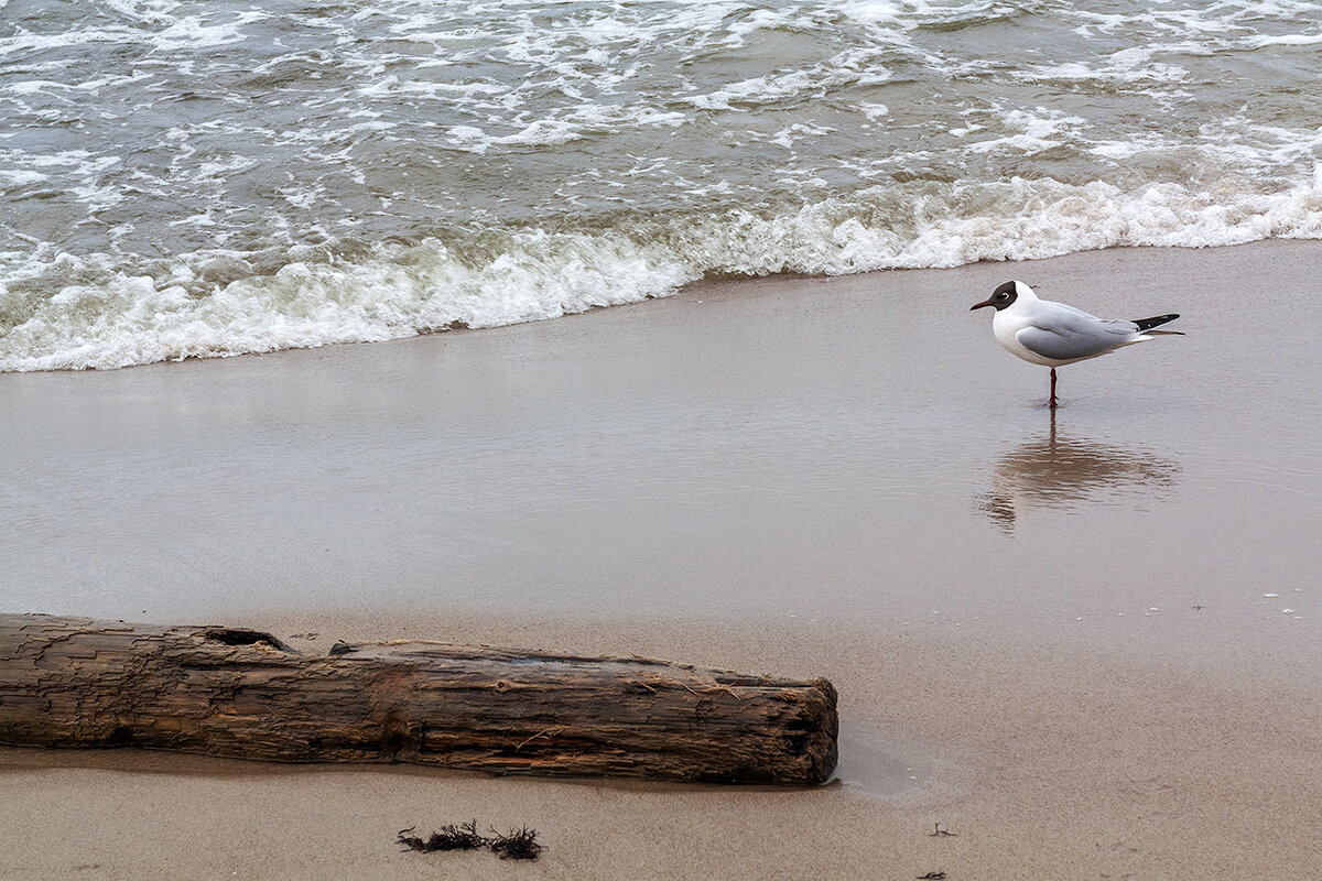 Балтика - Дмитрий 