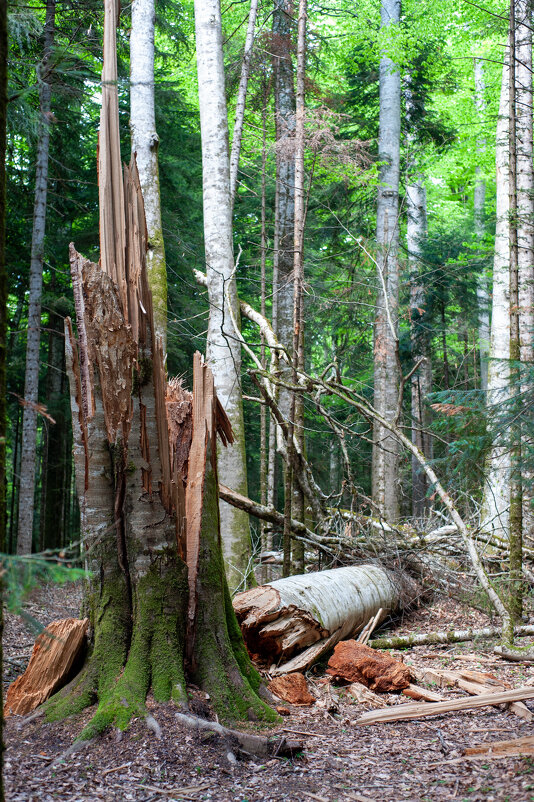 Биосферный заповедник Гузерипль - Виктор Скаков Биосферный заповедник Гузерипль - Виктор Скаков