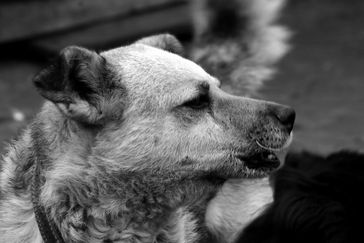 Сторож - Юрий. Шмаков