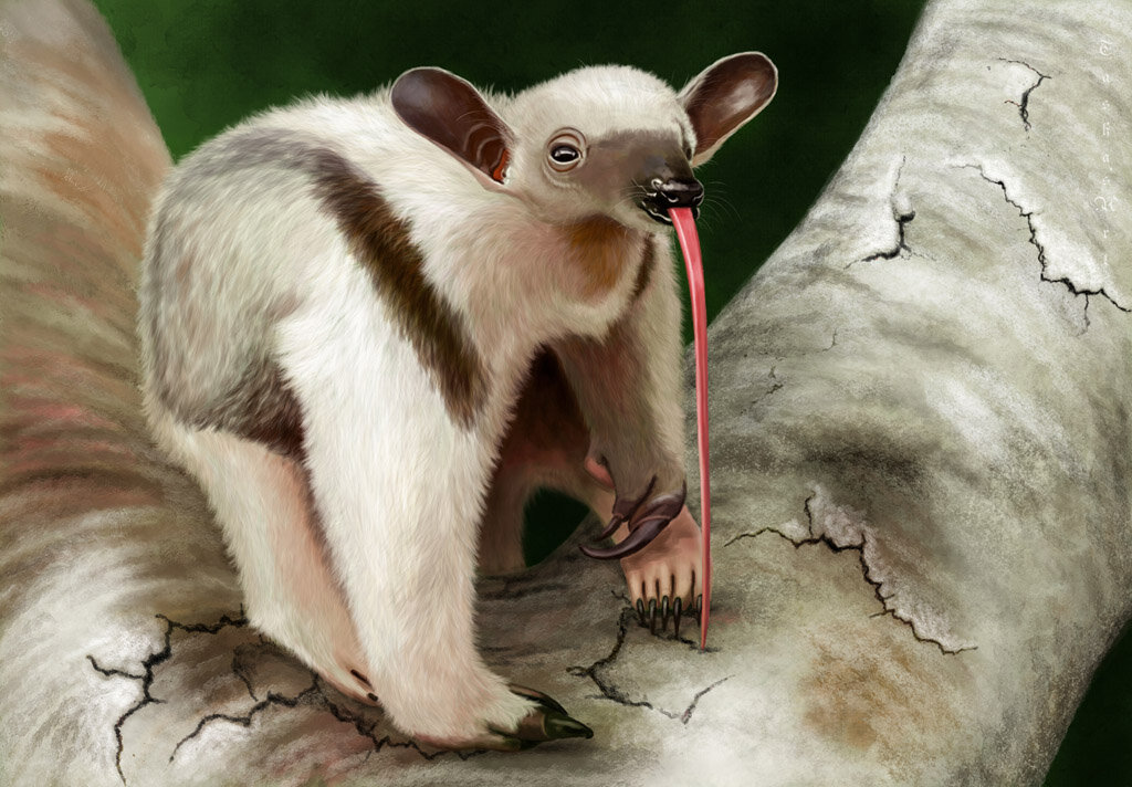 Муравьед тамандуа - Наталия Львова