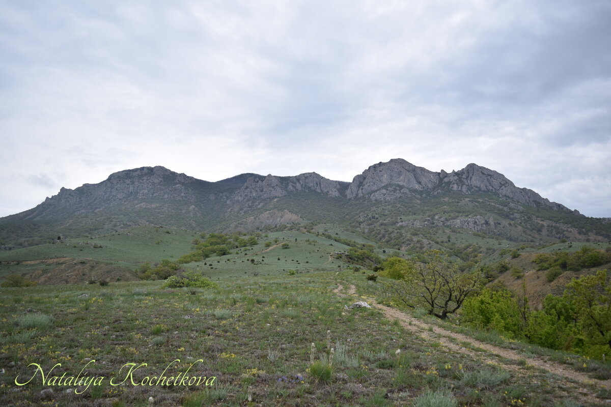 Природа Крыма - Amazing Cosmea