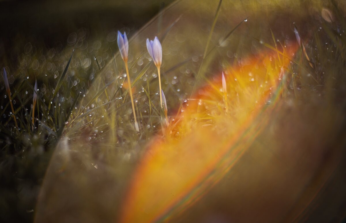 Осеннее пробуждение. - Анатолий Щербак