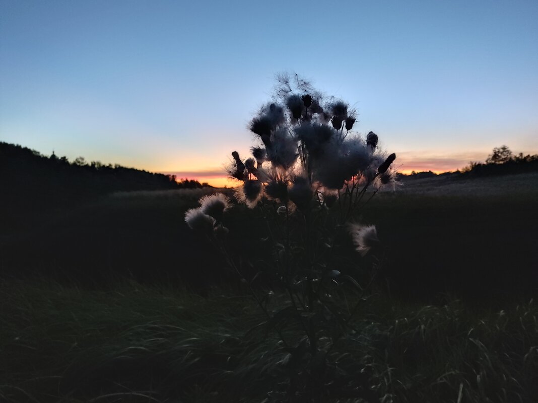 чертополох - Андрей Петренко