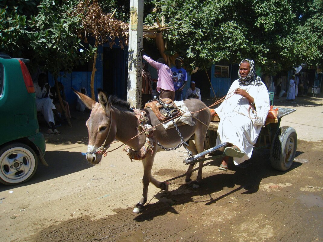 Гоночный ослик. - unix (Илья Утропов) Гоночный ослик. - unix (Илья Утропов)