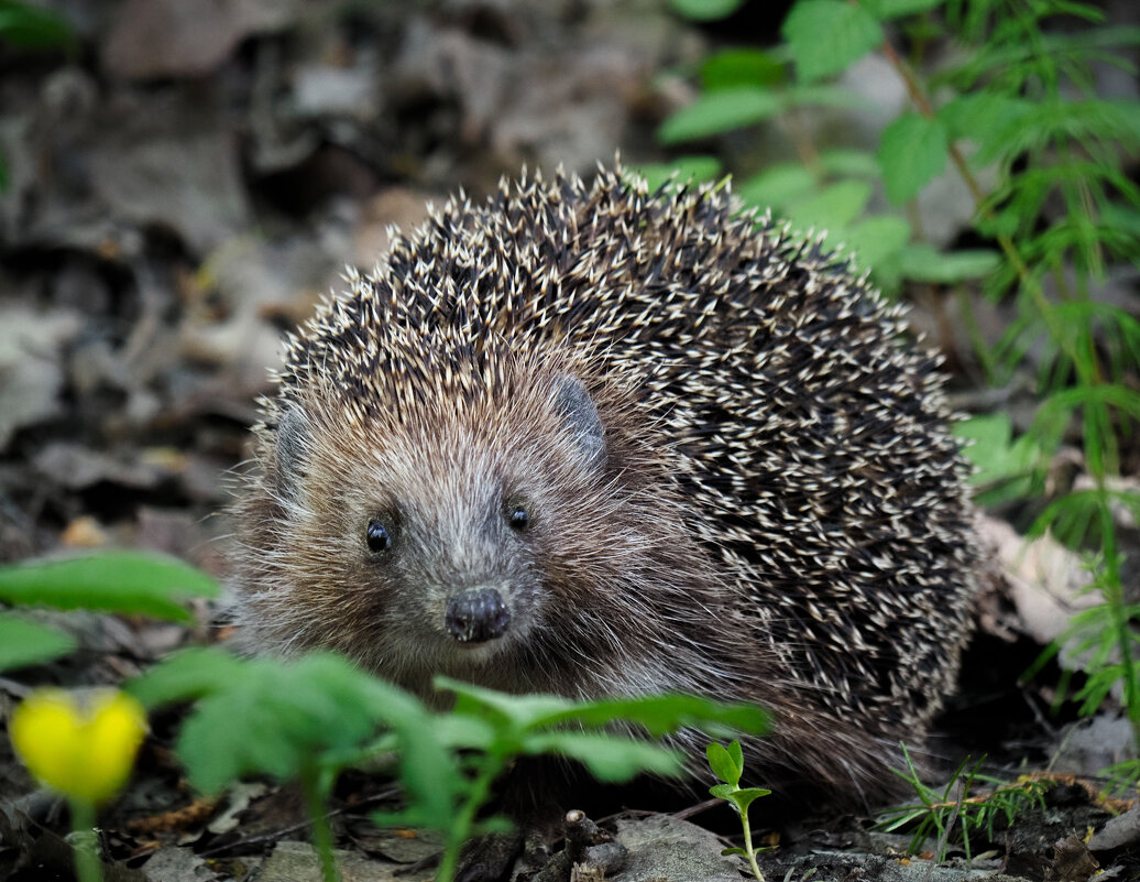 Встреча в Павловском парке - Магомед .