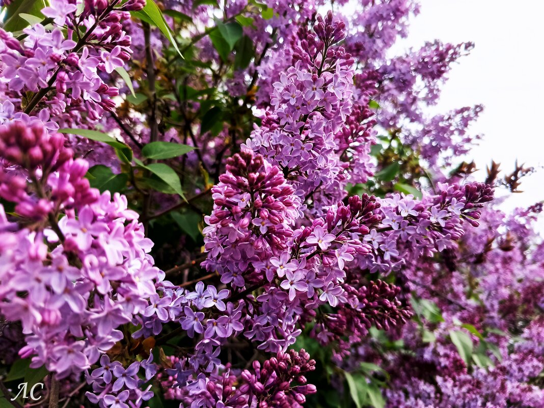 Цветение сирени - Любовь Сахарова Цветение сирени - Любовь Сахарова
