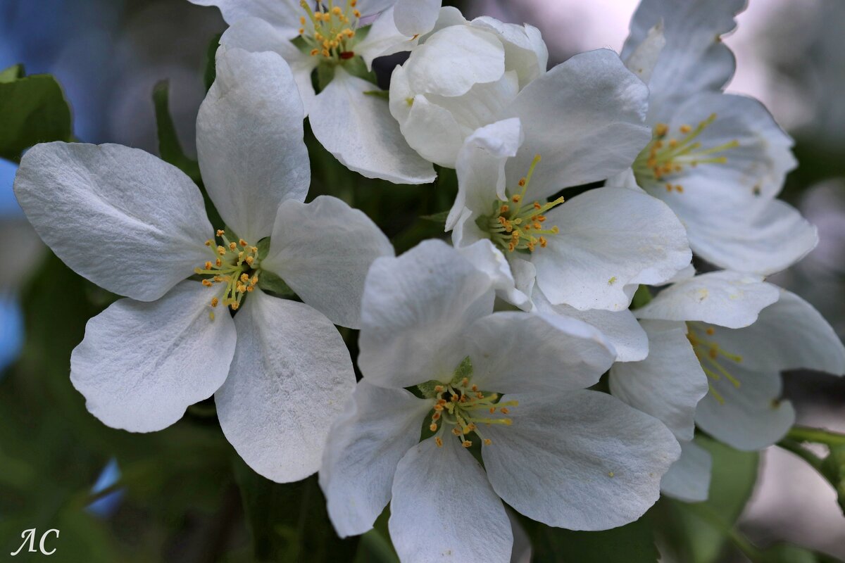 Белых яблонь цвет - Любовь Сахарова