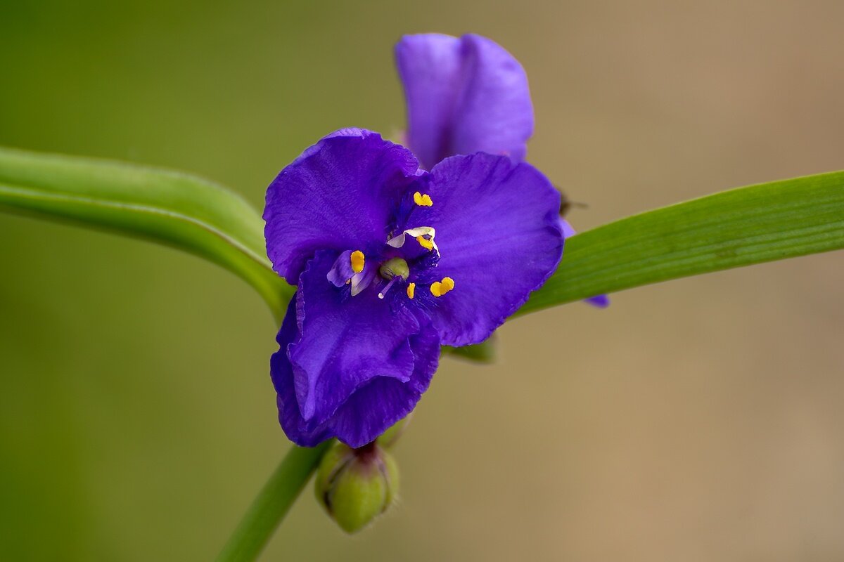 Традесканция - Игорь Сикорский