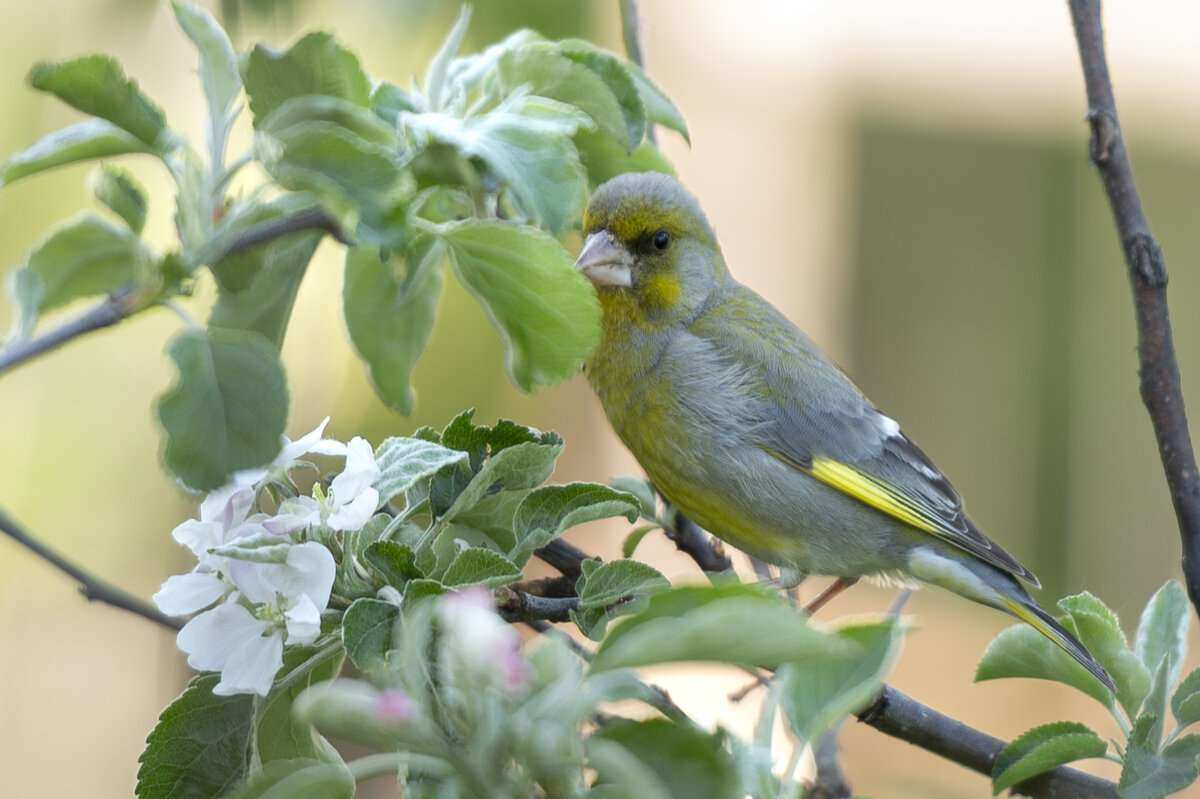 зеленушка - cfysx зеленушка - cfysx