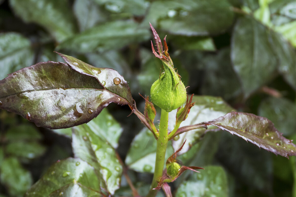 Бутон и капли  дождя - Валентин Семчишин