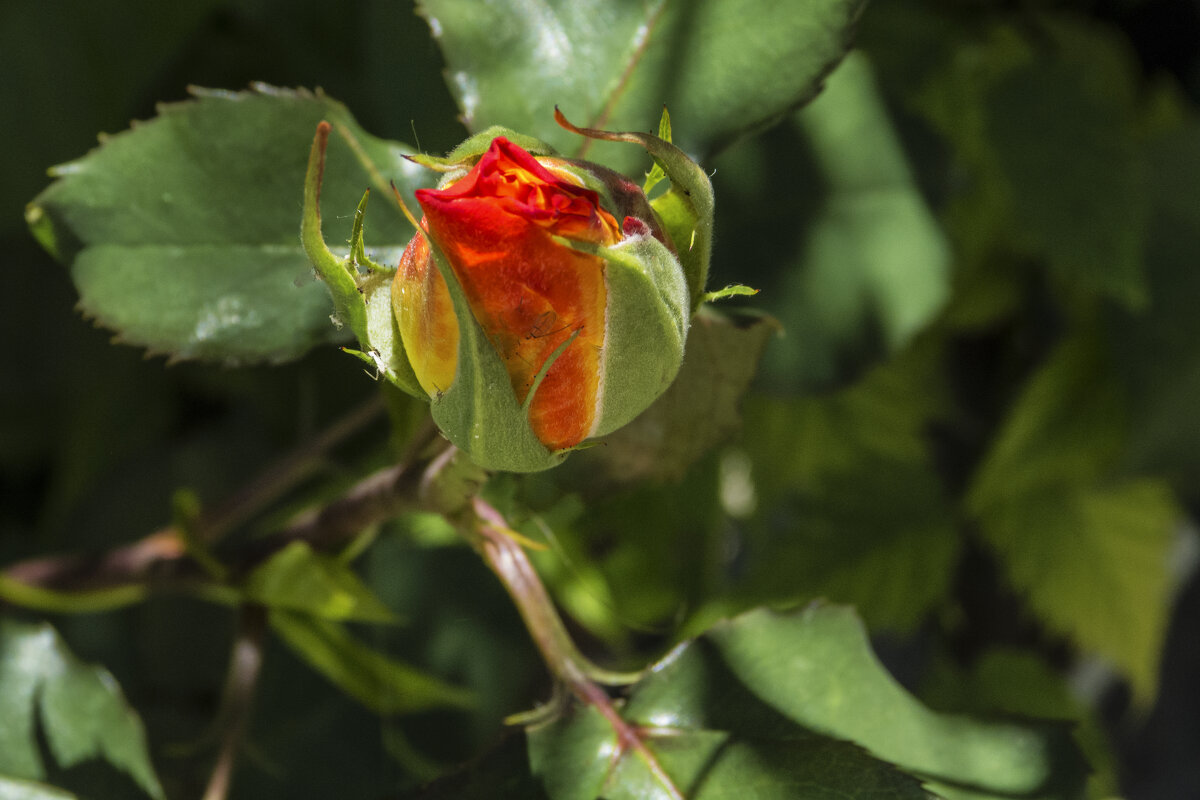 Бутон алой розы - Валентин Семчишин