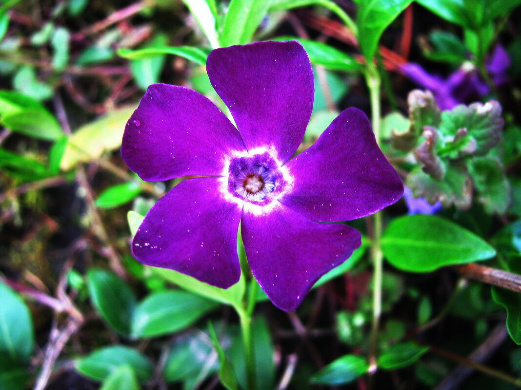 Барвинок - Людмила Смородинская Барвинок - Людмила Смородинская