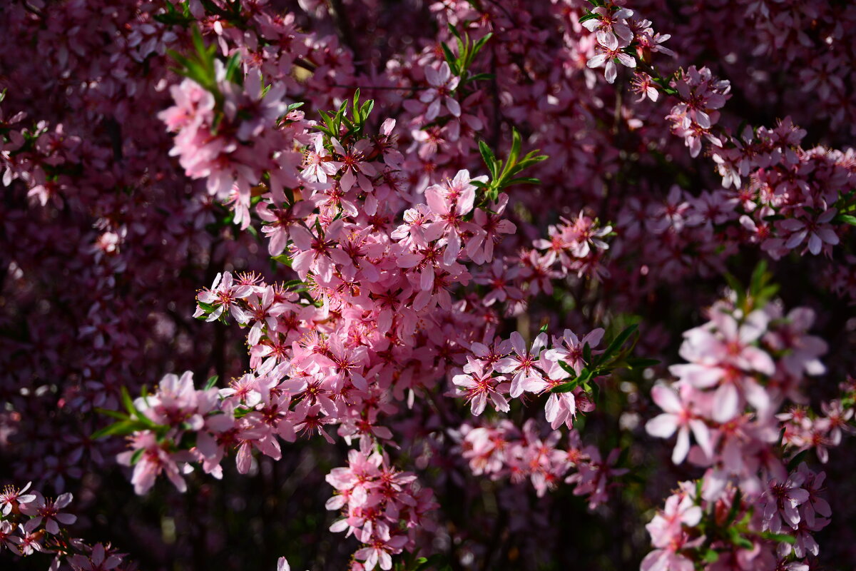 Степной миндаль. - Михаил Колосов Степной миндаль. - Михаил Колосов