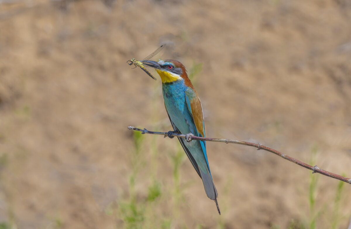 золотистые щурки - юрий макаров