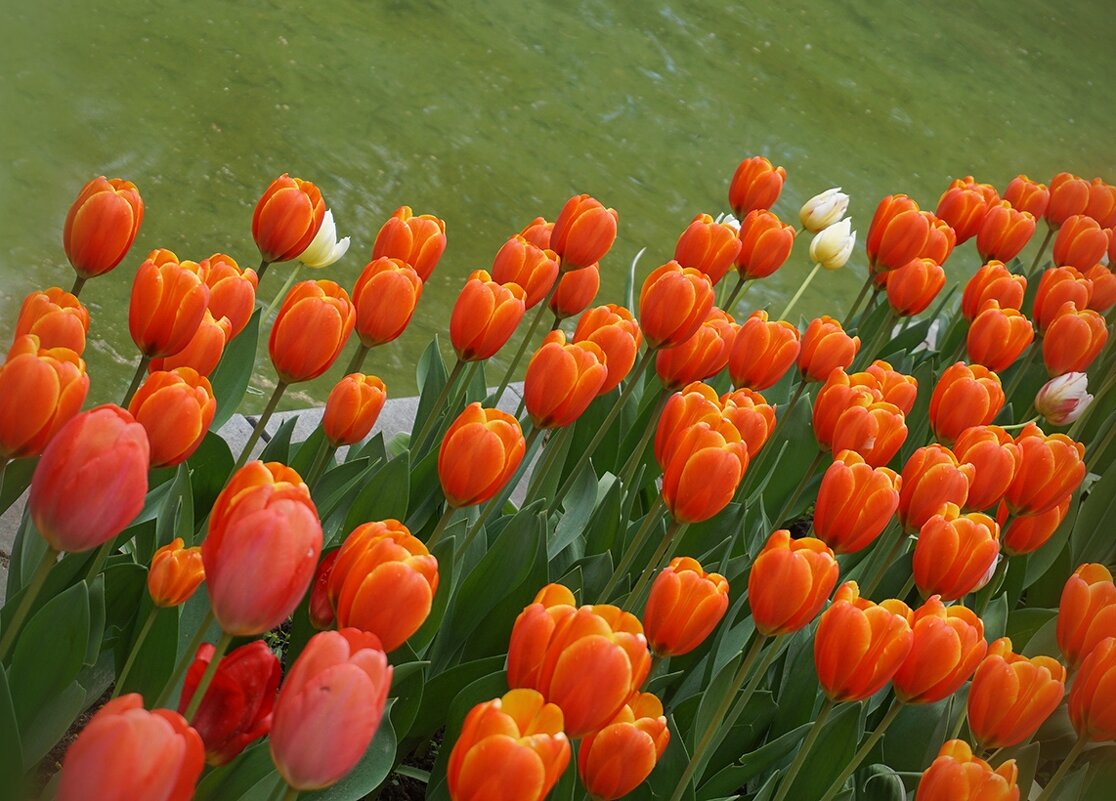 Весны цветение - Ольга 