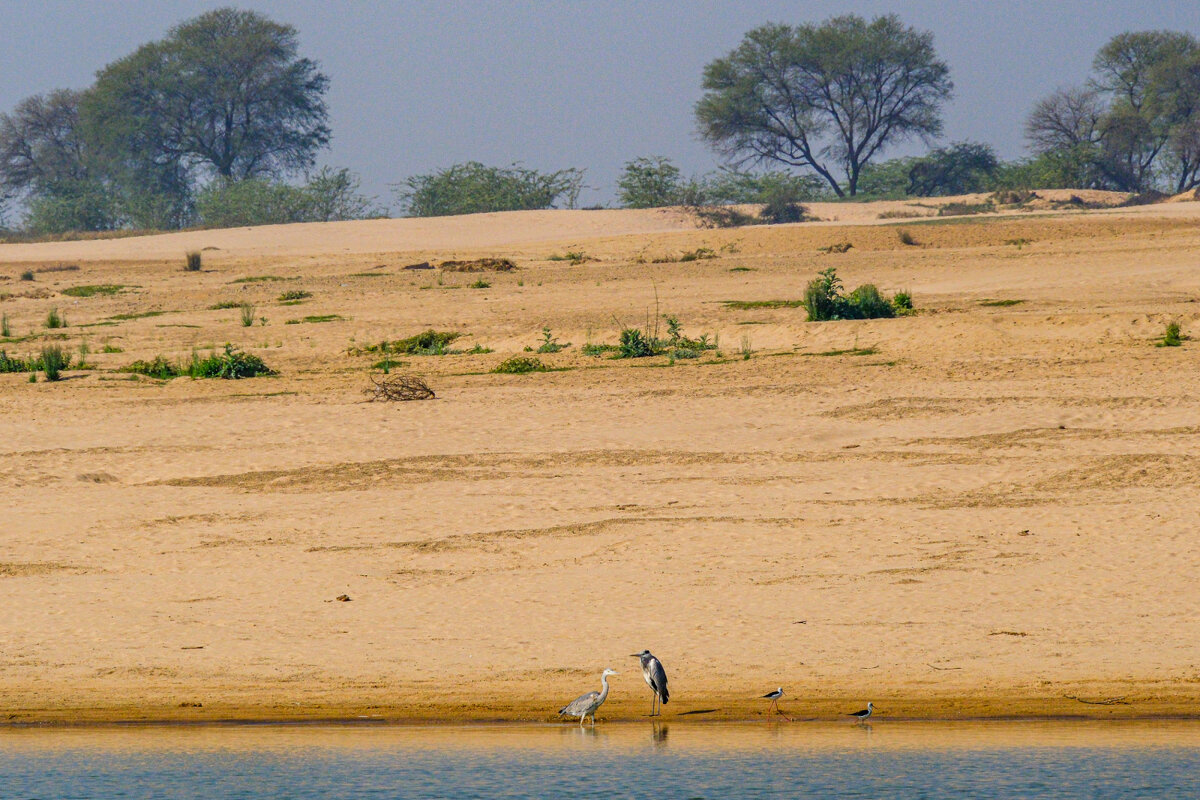 Беседа двух птицы у реки Чамбал - Георгий А Беседа двух птицы у реки Чамбал - Георгий А