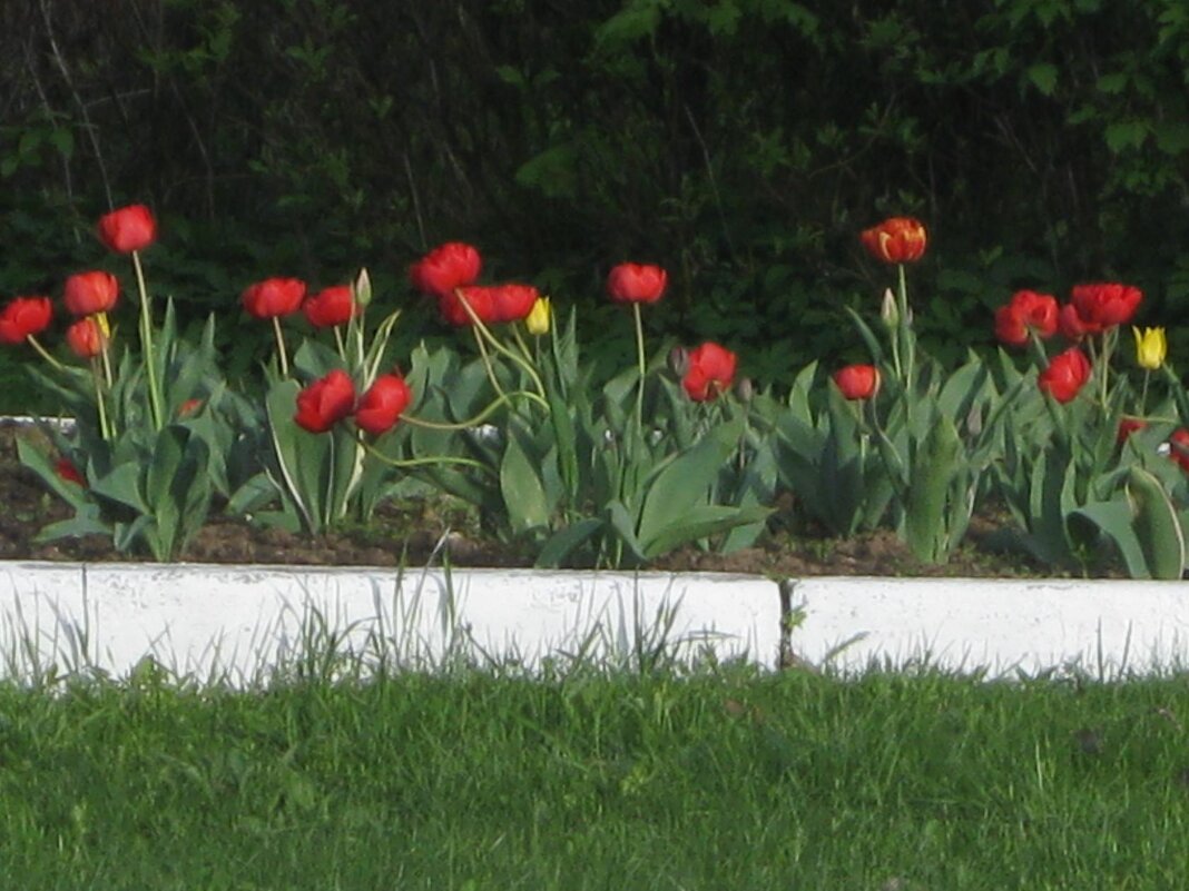 Тюльпаны - Дмитрий Никитин