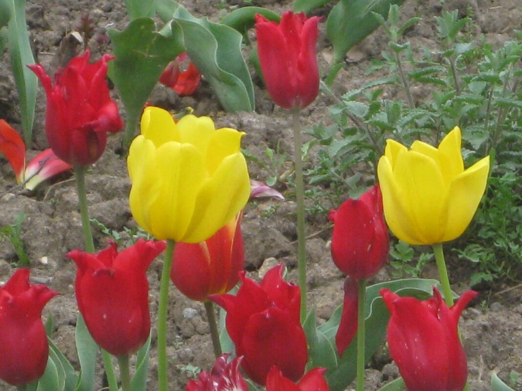 Два жёлтых среди красных - Дмитрий Никитин