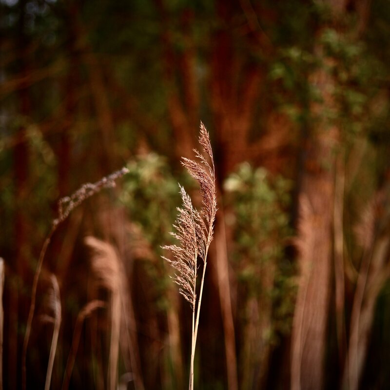 Красота в каждом… - Натали Королева Красота в каждом… - Натали Королева