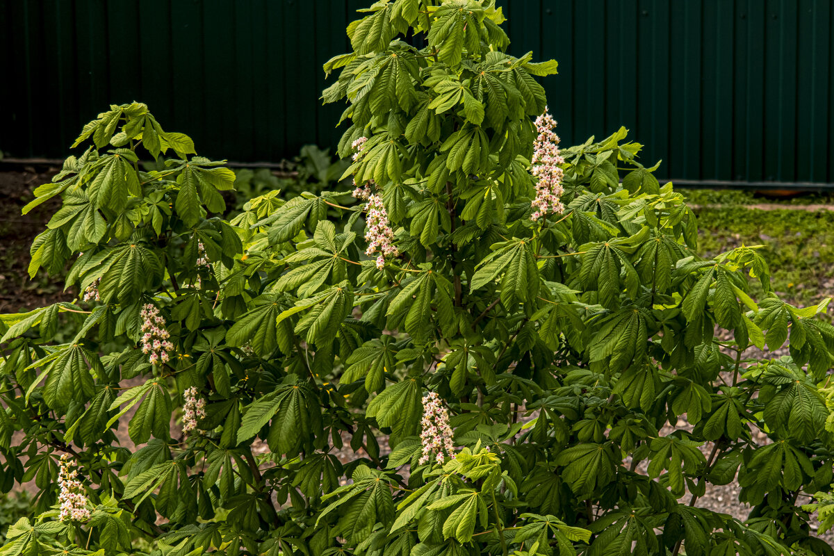 У нас, только зацвёл каштан. - Петр Беляков У нас, только зацвёл каштан. - Петр Беляков