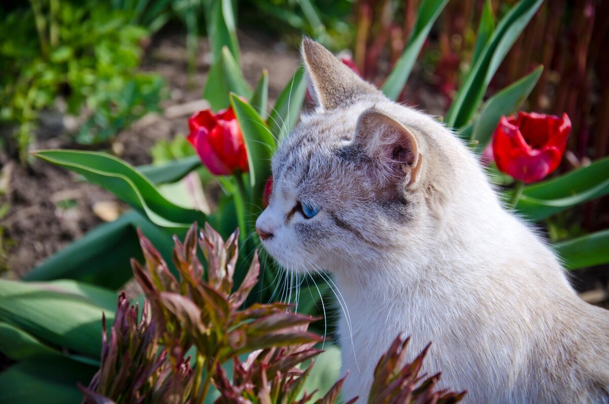 Моя красавица Вася - Татьяна Евдокимова