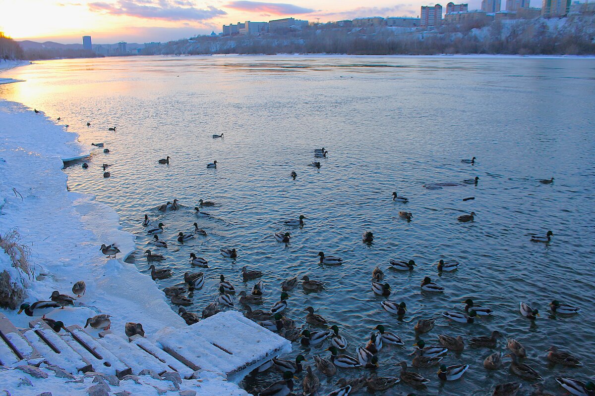 Утиная пристань - Василий 