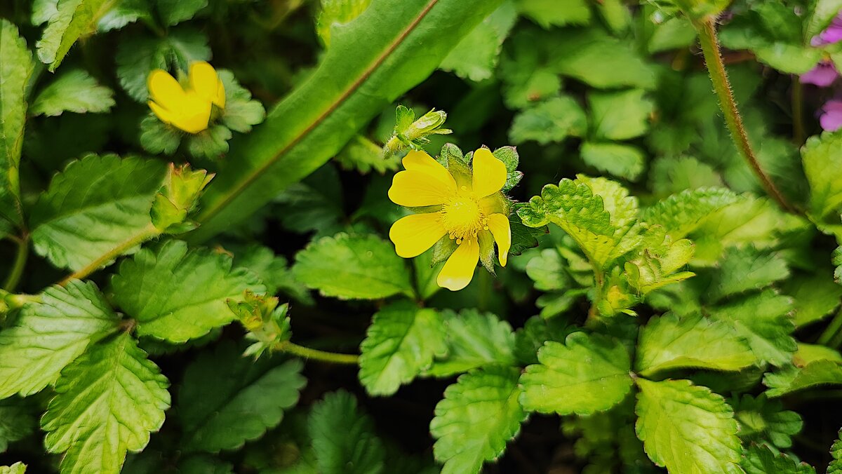 ,,, - Сергей Тимоновский