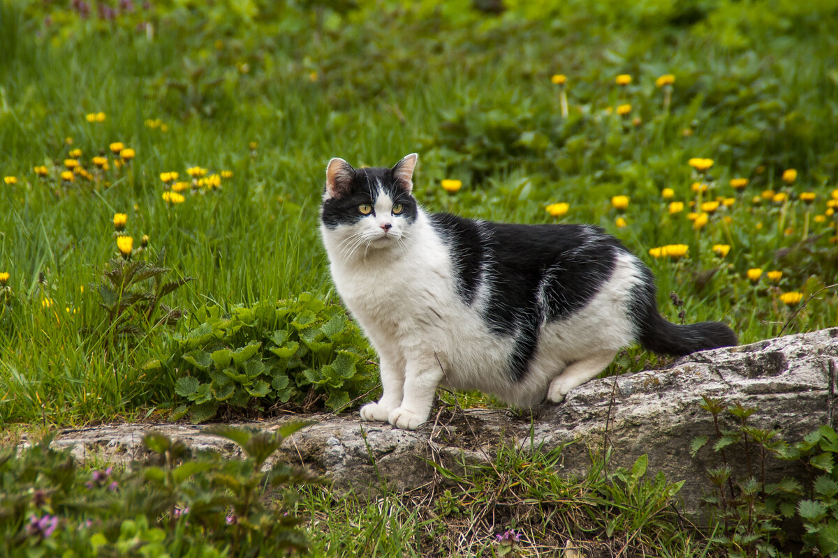 Беременная... - Елена Пономарева