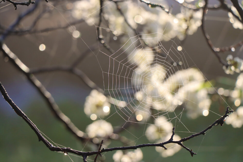 Этюды мая... - Галина Ильясова