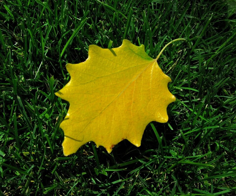 . - Александр Хоменко