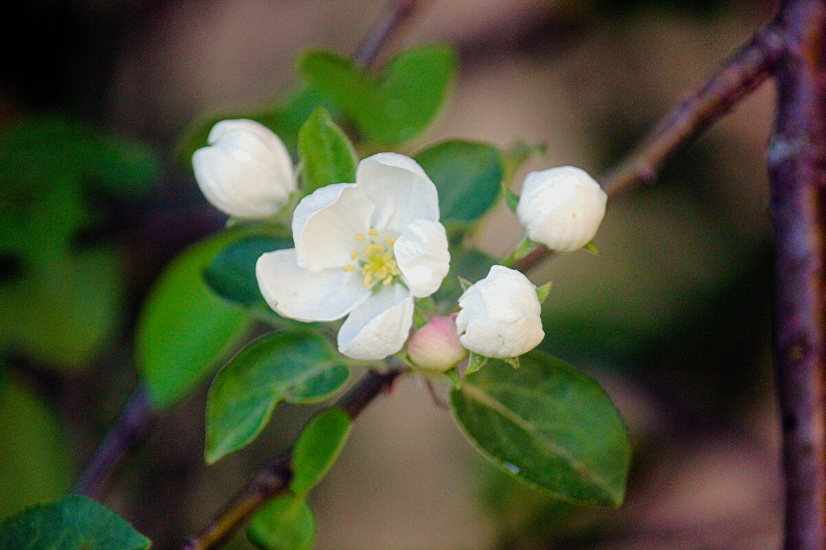 Яблони цветы - Сергей Кочнев