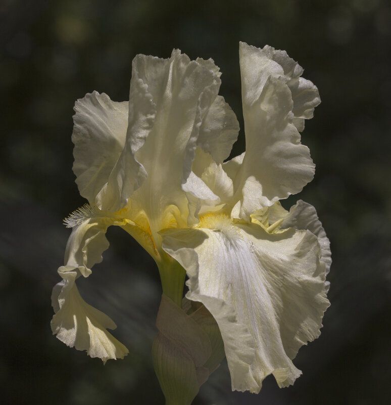 Бородач - Светлана Тихонина Бородач - Светлана Тихонина