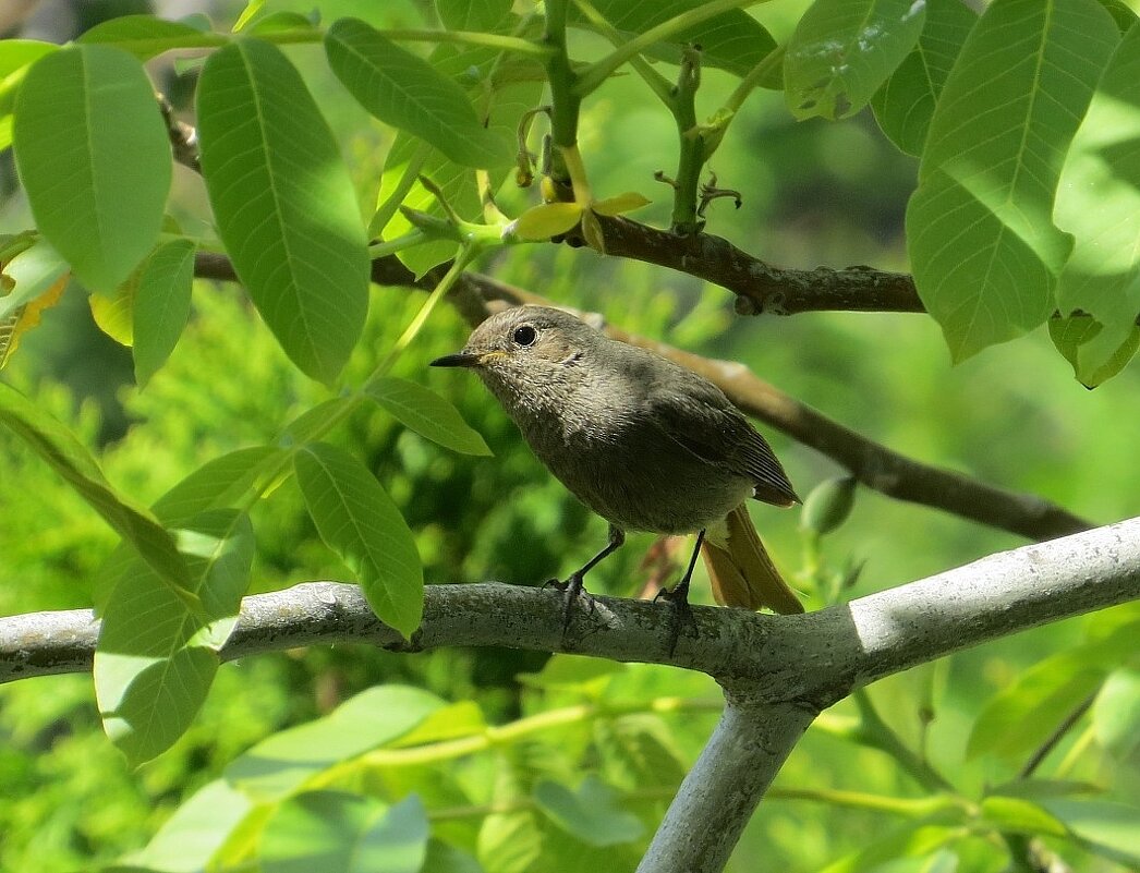 Среди листвы в тенёчке ))) 5 - Natali 