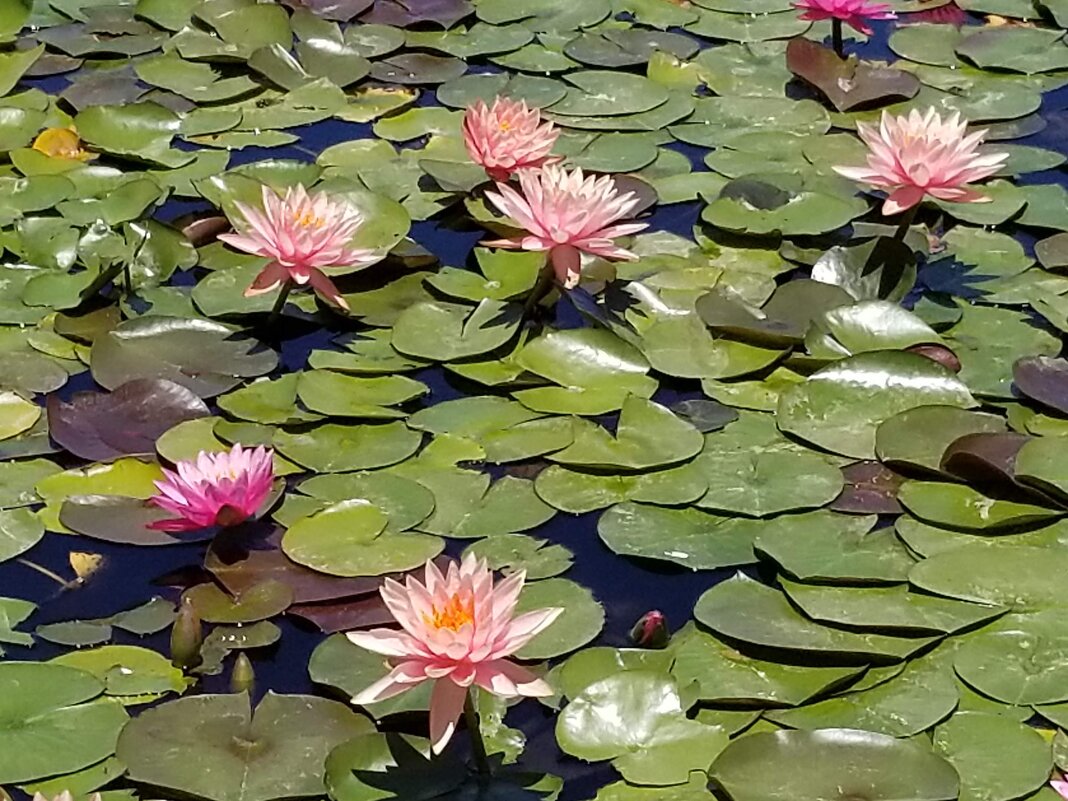 " - Светлана Хращевская " - Светлана Хращевская