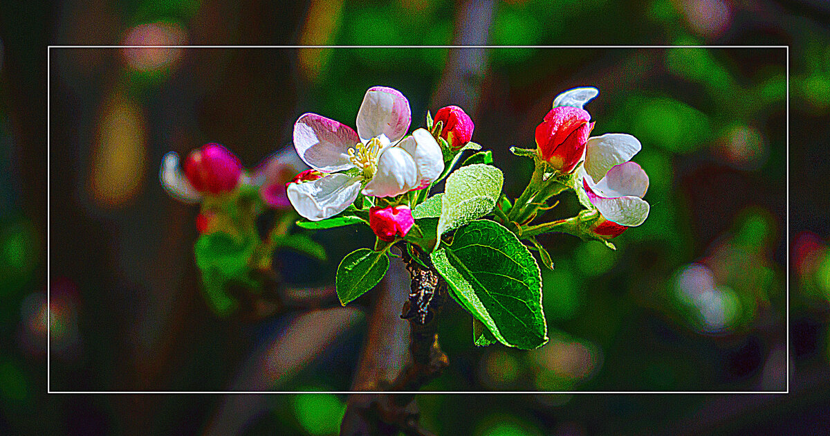 Цветение яблони - Владимир Кроливец Цветение яблони - Владимир Кроливец