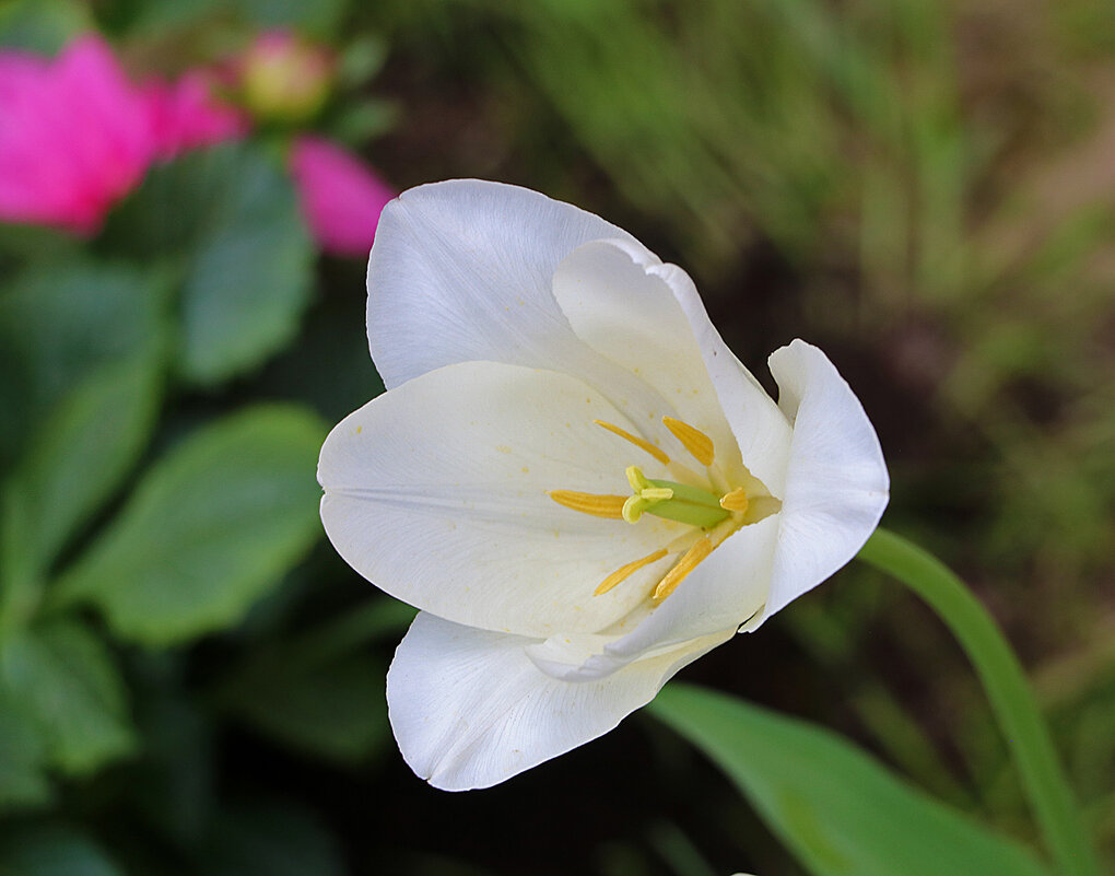 Белый красавец - Светлана 