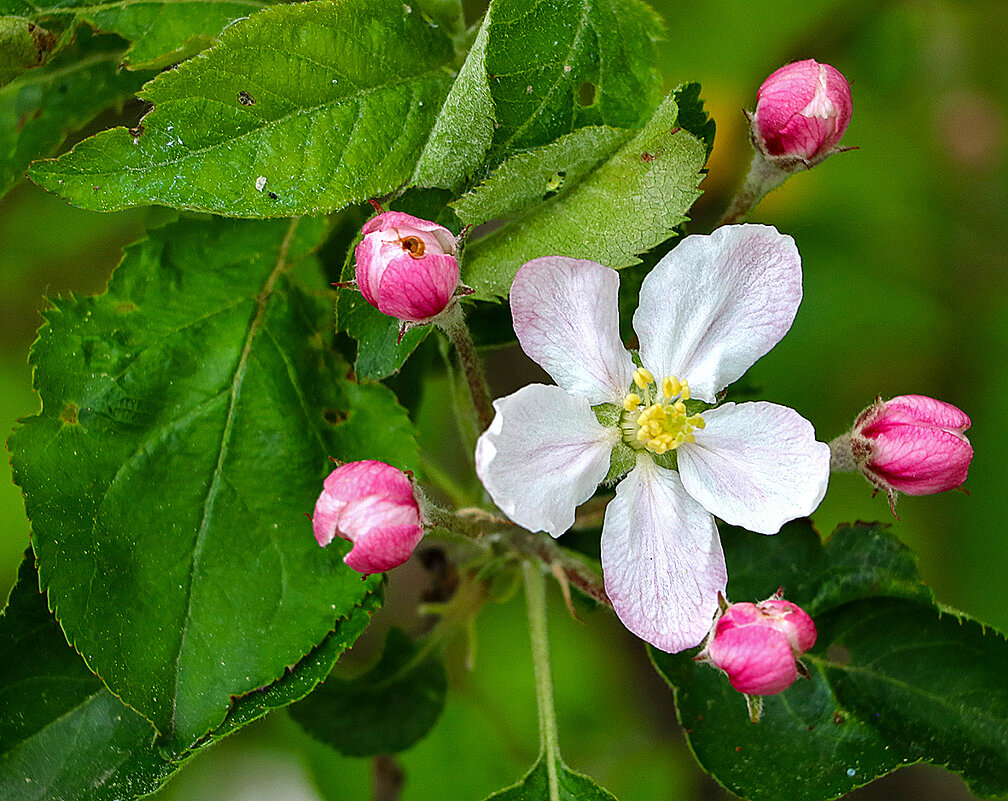 Май... Цветение - Светлана Май... Цветение - Светлана