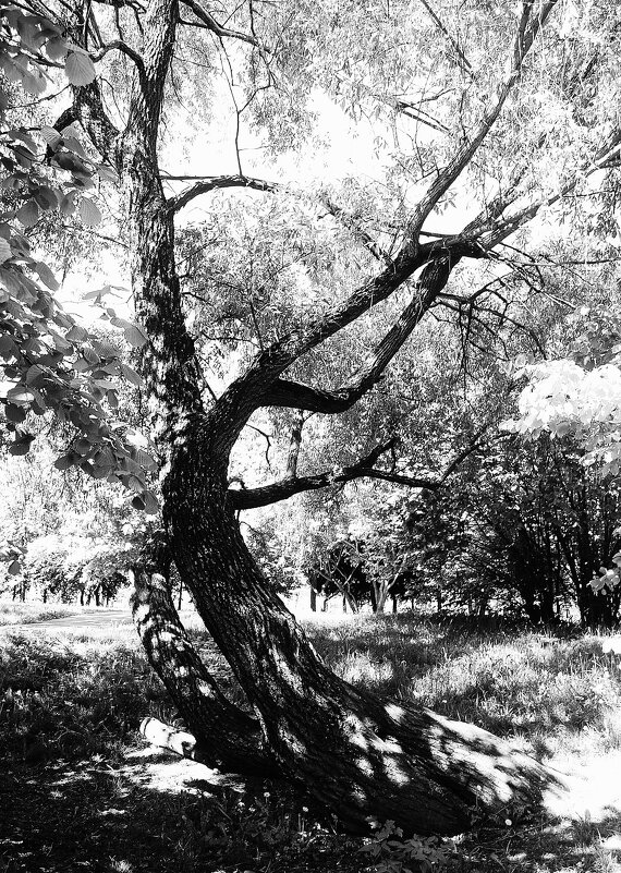 Изящный изгиб. - Василий Палий Изящный изгиб. - Василий Палий