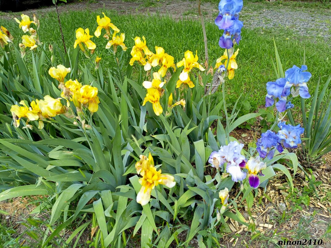 Ирисы - Нина Бутко